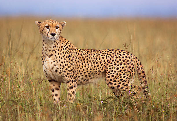 The Fastest, Slowest, and Strongest Animals on Earth