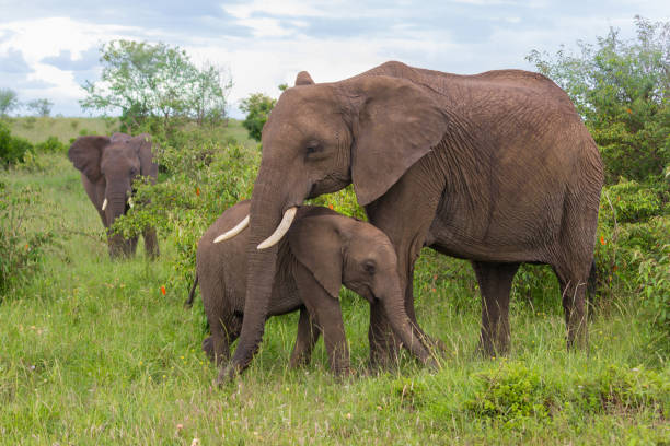 Why Elephants and Naked Mole Rats Don’t Get Cancer: The Shocking Link to Their Social Lives