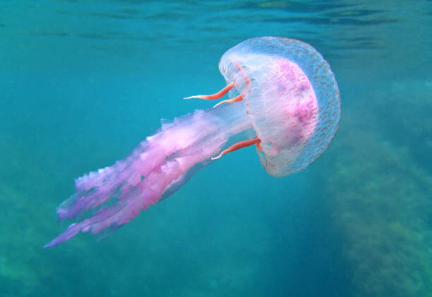 The Immortal Jellyfish: Does It Really Live Forever?