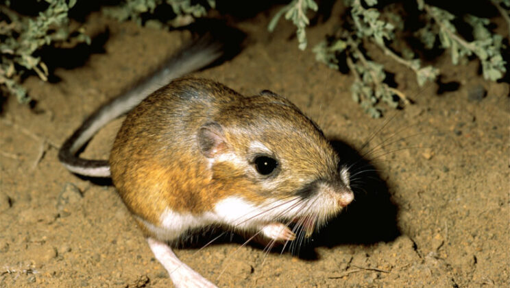 10 Animals That Can Survive Without Water