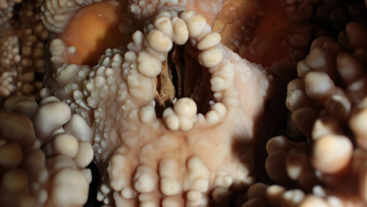 Scientists Solved the Mystery of the Neanderthal Nose—And It’s Not What We Expected!