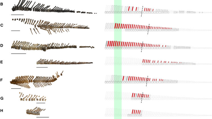 Scientists May Have Finally Found a Way to Tell Male and Female Dinosaurs Apart — and It’s Hidden in Their Bones