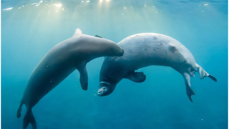 Scientists Just Uncovered the Secret “Language” of Hawaiian Monk Seals Beneath the Waves