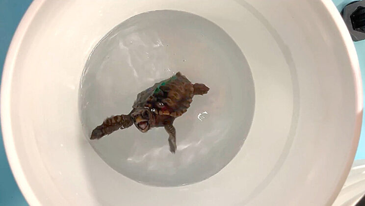 Tiny Turtles Use Earth’s Magnetic Field to Navigate 1,000s of Miles