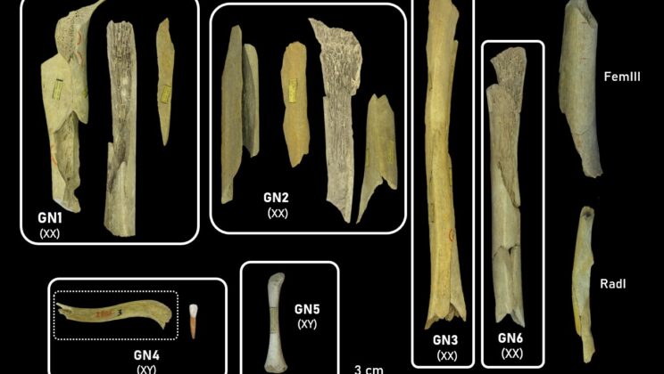Neanderthals Ate Each Other? Shocking Evidence of Cannibalism Found in Belgium Cave