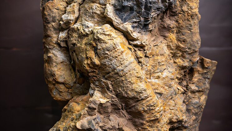 Ancient ‘Sponge Meadows’ Discovered Beneath Idaho — Here’s What They’re Telling Us About Prehistoric Oceans