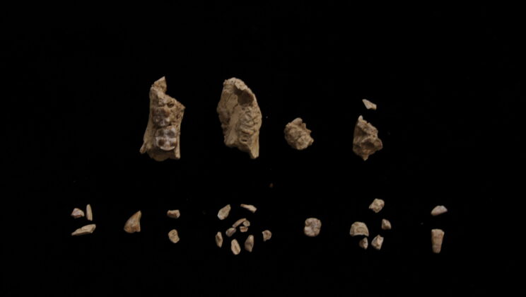 The Shocking Secrets Hidden in a 3.4-Million-Year-Old Hominin Foot