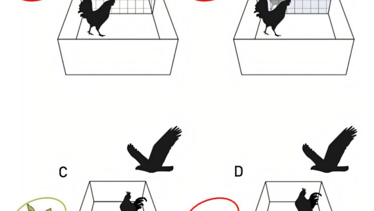 Do Birds Have Consciousness? Groundbreaking Study Reveals Shocking Parallels to Humans!