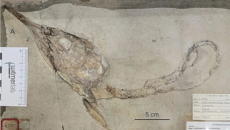 Scientists Uncover Fossils of Ancient Fish Beheaded by Mystery Sea Monsters