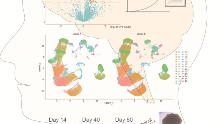 Could Depression Be Caused by an Overactive Immune System? New Research Says Yes