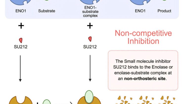 Scientists Discover Experimental Drug That Stops Aggressive Breast Cancer in Its Tracks
