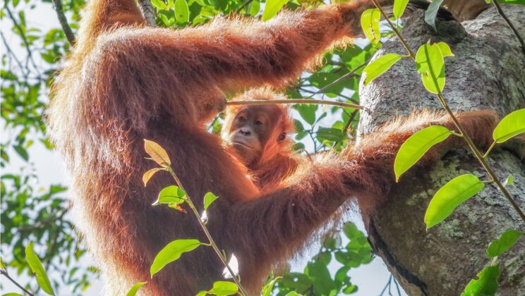 Orangutans Have a Secret “Cultural Cookbook”—Here’s How They Learn to Survive