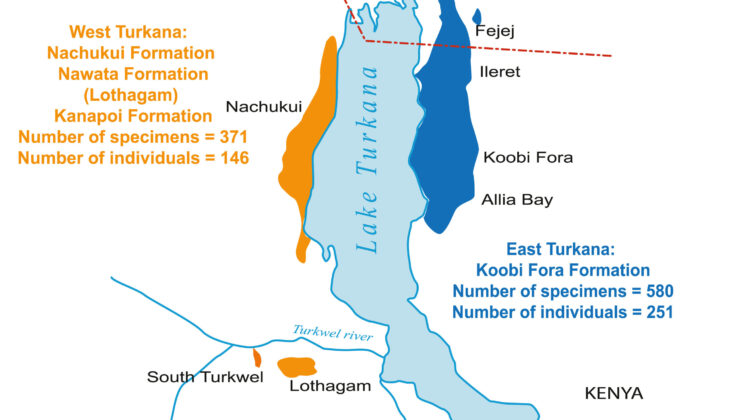 Ancient Human Ancestors ‘Tell Their Story’ as Researchers Uncover 2.7 Million Years of Fossil Records in Africa