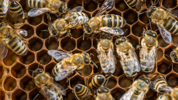 Scientists Discover Farm Chemicals Are Quietly Rewiring Animal Behavior—Even at Tiny Doses