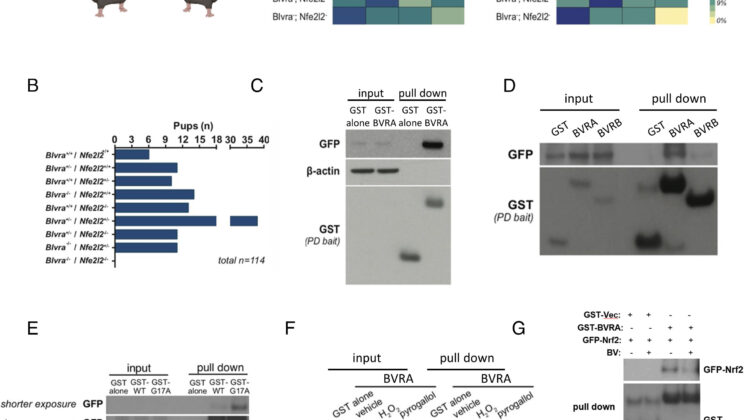 Scientists Discover a Hidden Brain Enzyme That Could Slow Alzheimer’s Disease