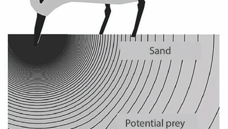 Humans Can “Feel” Objects Without Touching Them—New Study Reveals Hidden Sixth Sense