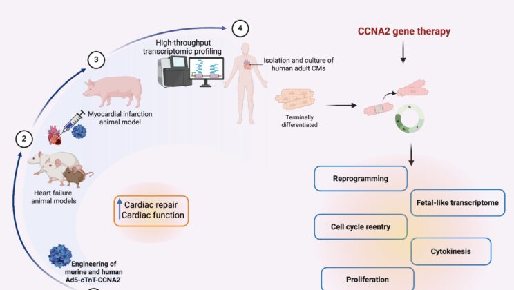 Scientists May Have Found a Way to Make the Human Heart Heal Itself — and It’s All Thanks to One “Forgotten” Gene