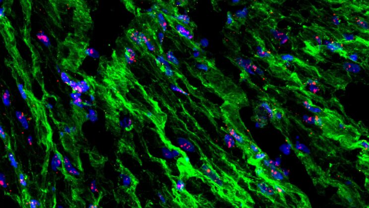 Scientists Discover the Uterus Has “Pressure Sensors” That Help Control Labor — And It Changes Everything We Thought We Knew