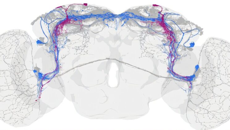 Scientists Discover the Fruit Fly’s “Four-Cell Clock” That Keeps Perfect Time