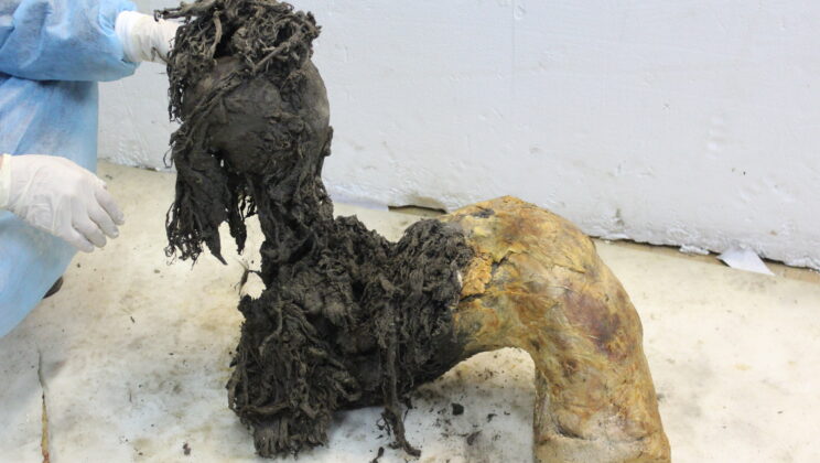 Scientists Recover 40,000-Year-Old RNA From a Woolly Mammoth — And It Reveals Its Final Moments