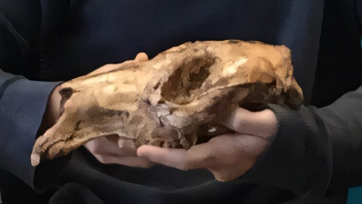 Scientists Discover the “Original Kangaroo” That Changed Australia Forever