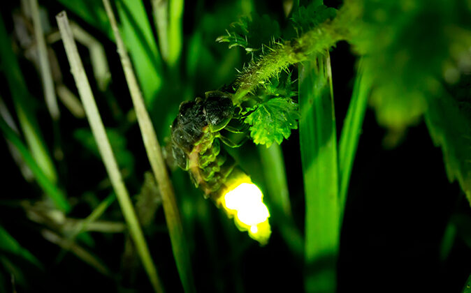 How Glowworms and Fireflies Produce Light Naturally