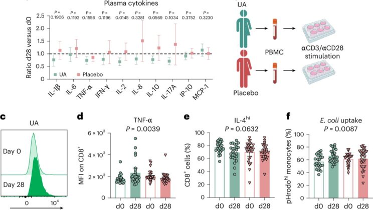 Scientists Discover Compound in Pomegranates That May Rejuvenate the Aging Immune System