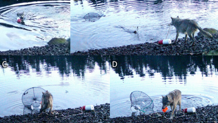 Is This the First Wolf in History to Use a Tool? New Footage Sparks Scientific Debate