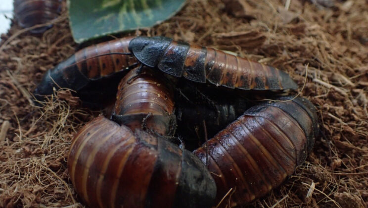 When the Air Gets Dry, Madagascar Hissing Cockroaches Stick Together—Here’s Why