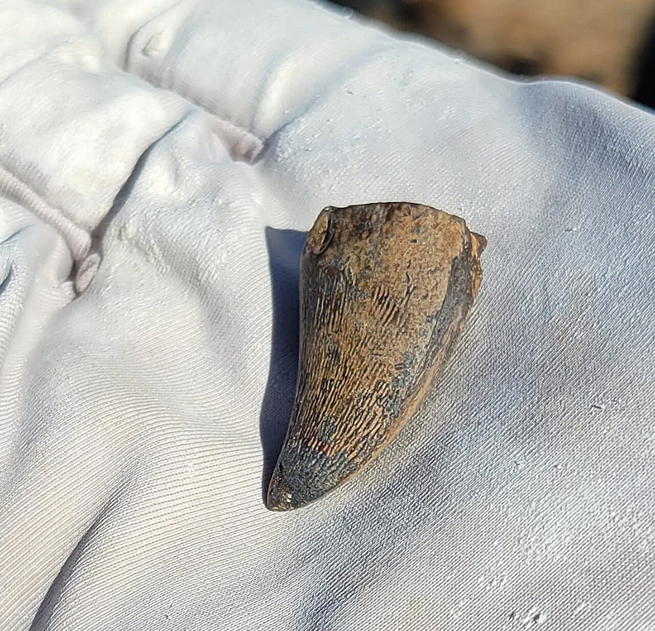 Scientists Discover Giant Sea Predator Lurking in Ancient Rivers