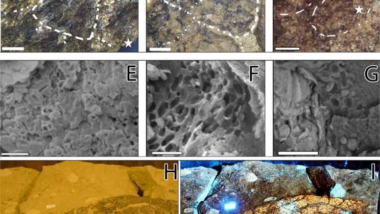 Scientists Found a Hidden Splash of Color in a Dinosaur We Thought Was Gray