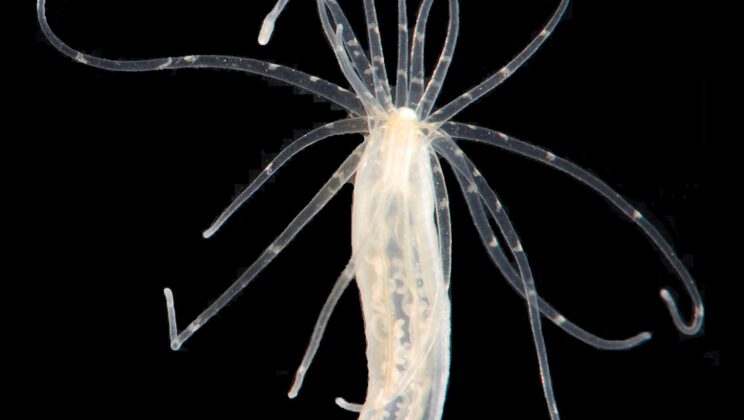 This Sea Anemone’s Genome Reveals Secrets of Evolution You Never Knew