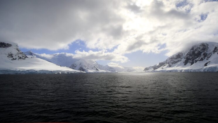 Even Antarctica’s Only Native Insect Is Consuming Plastic