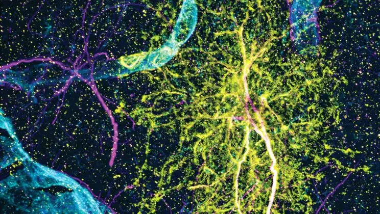 Scientists Discover the Brain’s Shape-Shifting Cells—and They Change More Than Anyone Expected