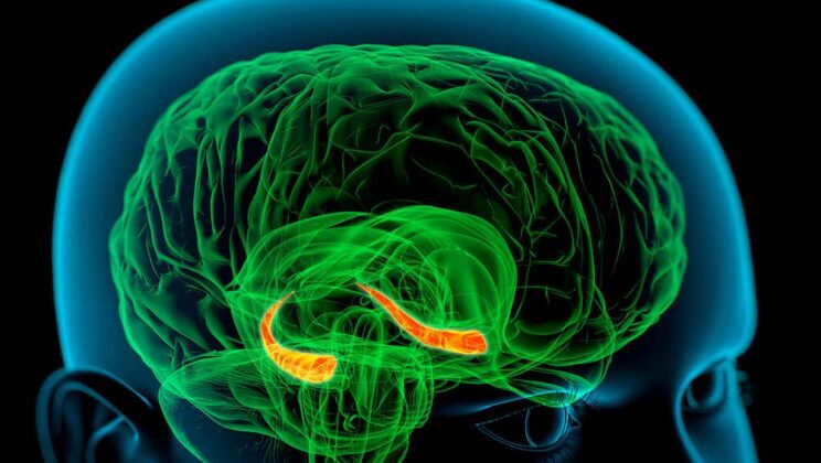 The Molecular Basis of Sadness: What Happens Inside a Depressed Brain