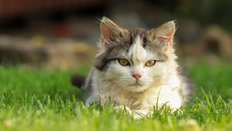 Do Cats Have a Favorite Human? New Study Reveals Who Gets the Most Meows