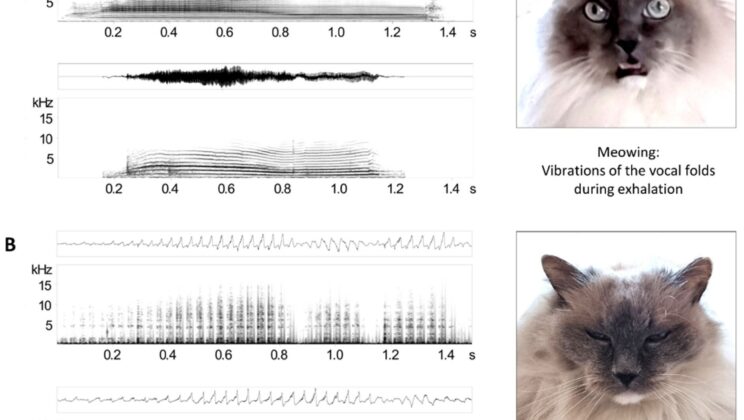 Cats Have Been Hiding a Secret Identity Code — and It’s in Their Purrs, Not Their Meows