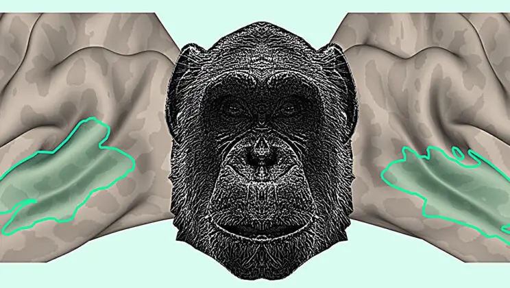 Human Brains Light Up for Chimpanzee Calls — And Scientists Are Stunned