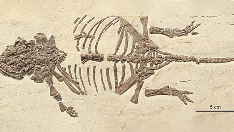 Scientists Thought These Dinosaurs Were Miniature Adults—Then Their Bones Told a Shocking Story