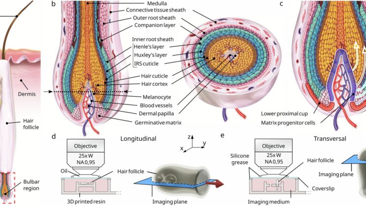 Scientists Discover Hair Isn’t Pushed Out, It’s Pulled by a Hidden Cellular Engine