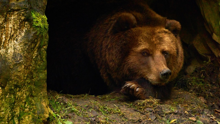 What If Humans Could Hibernate Like Bears?