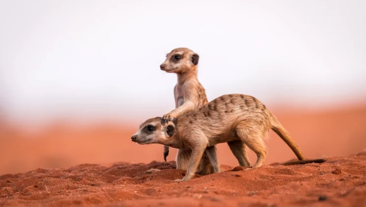 Humans Are More Monogamous Than Gorillas and Chimps — And Closer to Meerkats, Study Finds