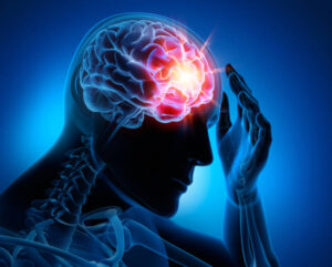 Overworked Cortex How Chronic Stress Shrinks the Brain’s Prefrontal Cortex