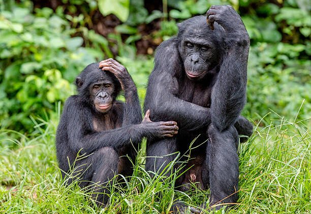 Why Are Humans the Only Species That Talk?