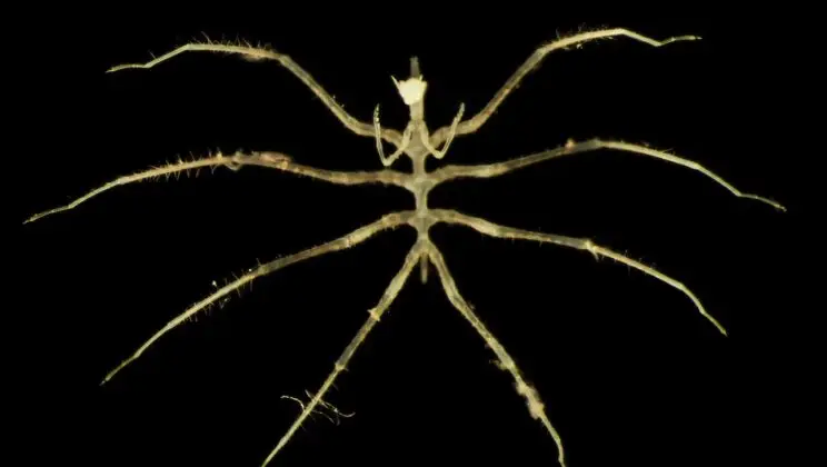 Scientists Discover 788 New Deep-Sea Species—Right Where the World Wants to Mine