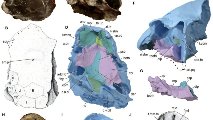 This Tiny Fossil Skull Solves One of Evolution’s Longest Mysteries