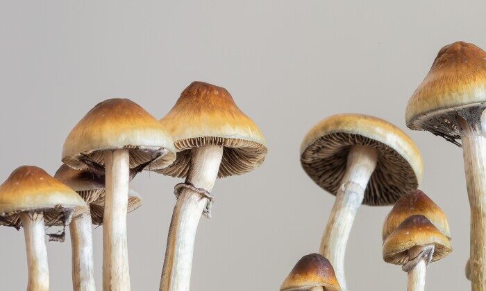 The Future of Mental Health: Can Psilocybin “Reset” a Depressed Brain?