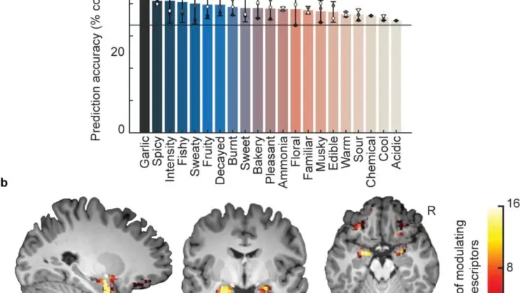 Humans Don’t Just Smell Odors — They Change Their Sniffs to Match Them, Study Finds