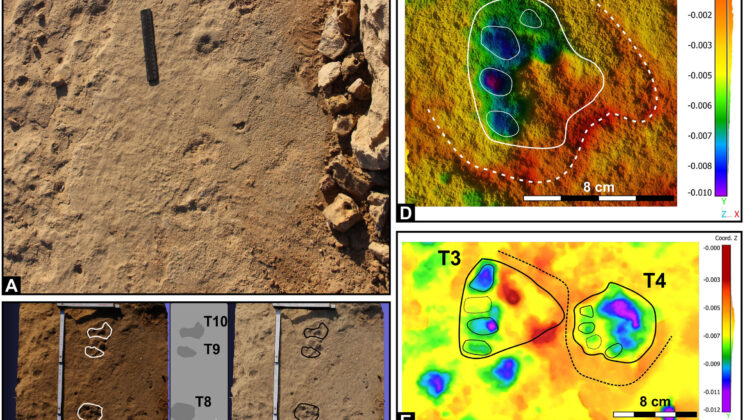 Scientists Found Elephant Footprints in Coastal Dunes—and They’re 125,000 Years Old