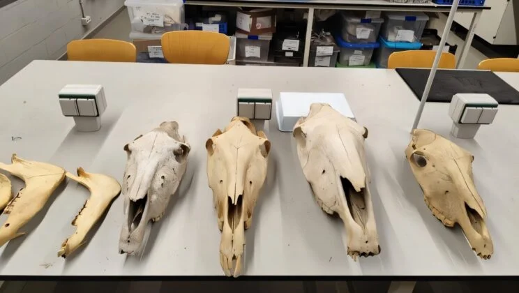 Forgotten Pit Holds a 2,800-Year-Old Secret That Rewrites Mediterranean History!